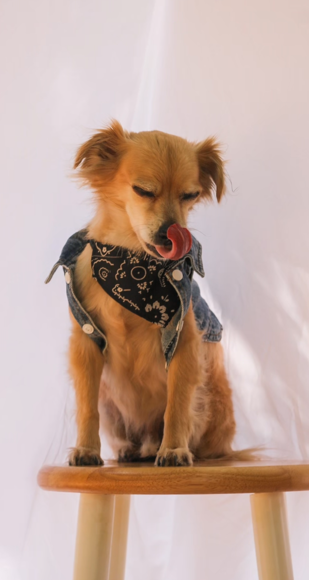 Dog wearing a denim jacket and bandana sitting on a wooden stool against a white background