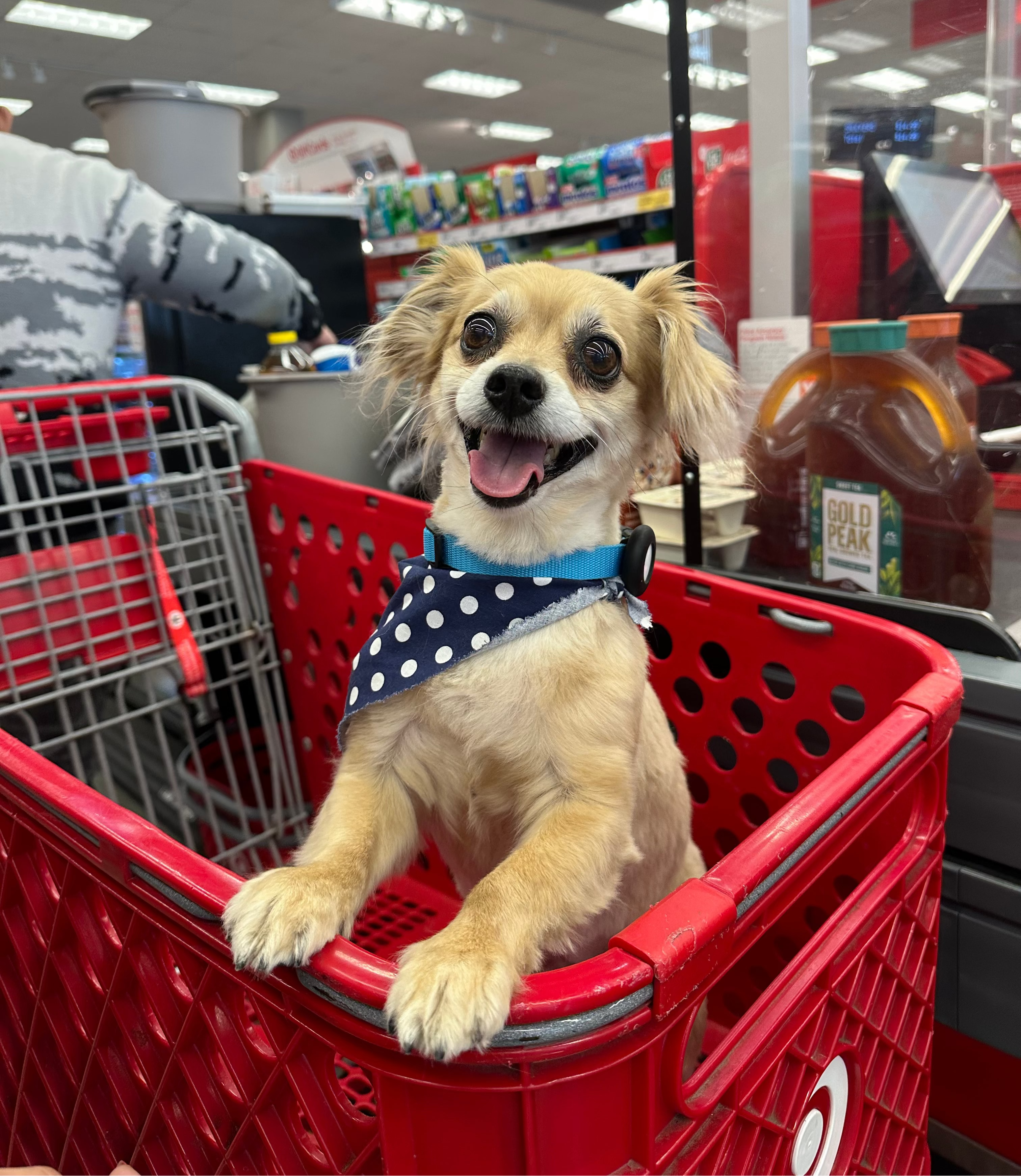 Dog in a red shopping cart inside a Target store